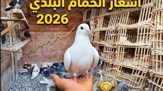 اسعار الحمام البلدي