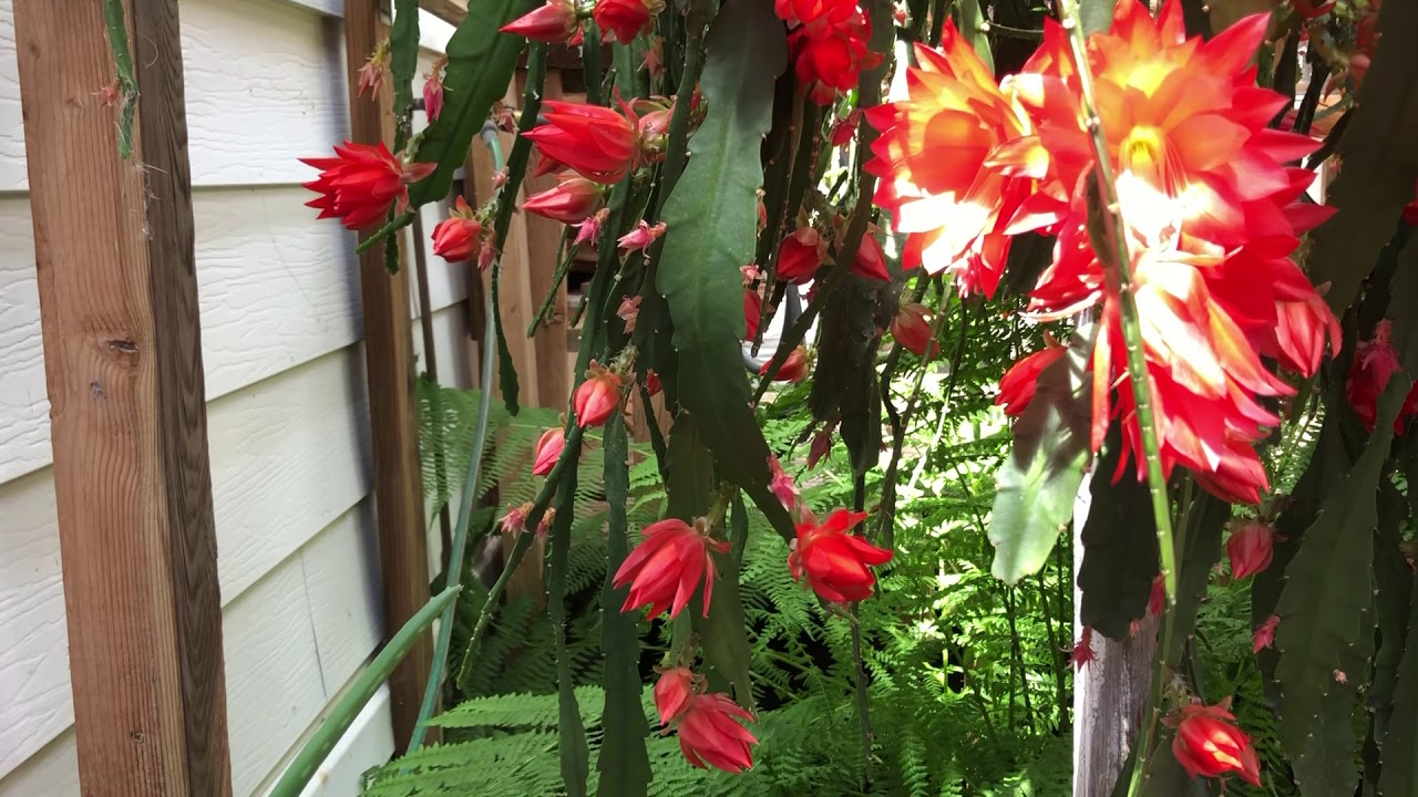 Orchid Cactus 4-26-19 