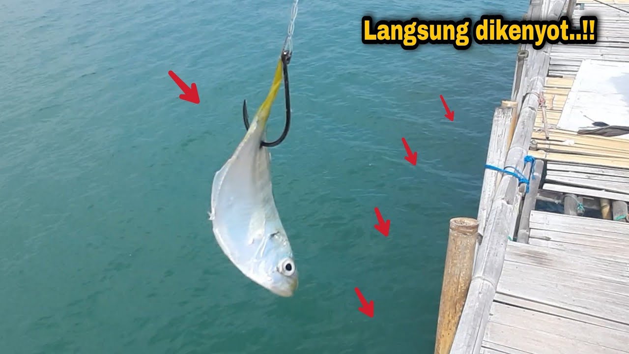 Cukup 30 Ribu..!! Kalian bisa panen ikan wenak dibagan ini || pulau cangkir