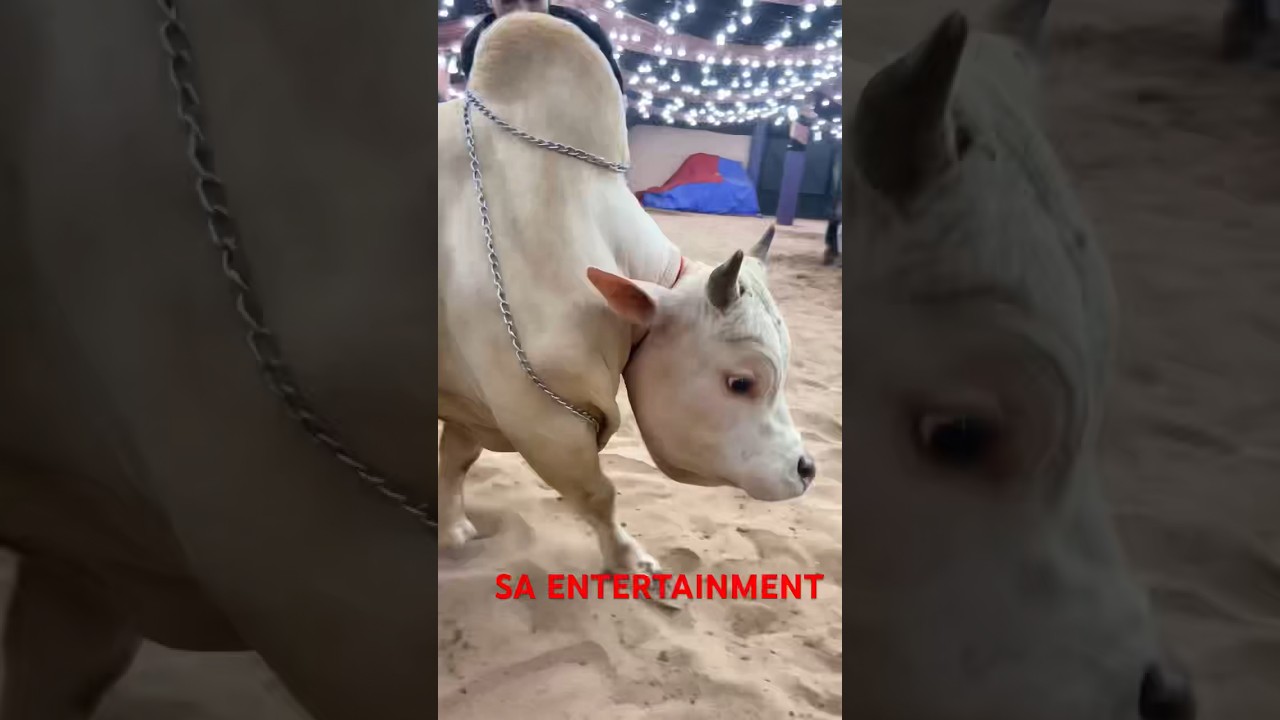 MIA BHAIJAN OF PATHAN CATTLE FARM 