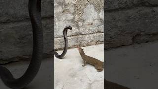 Cobra vs mongoose