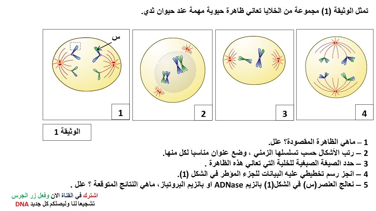 اختبار حول الانقسام المنصف 2 ثانوي