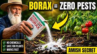 Two Spoons of Borax Eliminate ANY Garden Pest Forever — The Trick They Tried to Bury