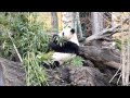 Vienna Zoo - Panda Bear Eating Delicious Bamboo