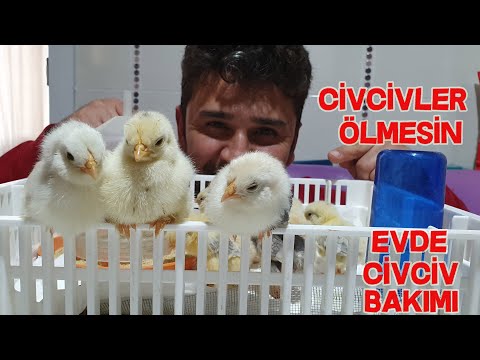 Evde Civciv Bakımı Civcivler Ölmesin  Püf Noktaları