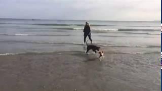Willow the working cocker spaniel puppy 12 weeks old playing on the beach for the first time