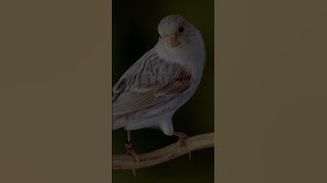 تلاوة خاشعة لسورة الإسراء | "إِنَّ هَٰذَا الْقُرْآنَ يَهْدِي لِلَّتِي هِيَ أَقْوَمُ" #القرآن_الكريم