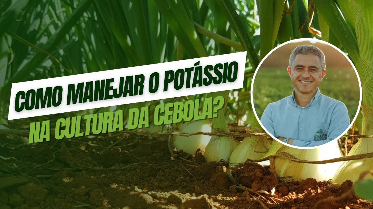 Como manejar o potássio na cultura da cebola?