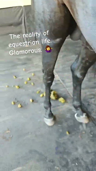 It's GLAMOROUS! 💩 #poop #horsepooping #horsepoop #equestrianglamour #equestrian #horses #glamour