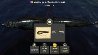 РАЗДАЧА РЕДЧАЙЩИХ ТРОФЕЕВ и ФАРМЫ СЕРЕБРА! СВОДКА по ВОДОЁМАМ за 21.10 в Русской Рыбалке 4! РР4