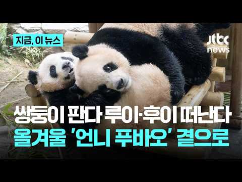 Following Fubao, 'Twin Pandas' Rui and Huibao to Leave for China... Confirmed for Third Week of D...