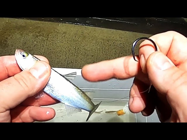 Using LIVE fish as BAIT 
