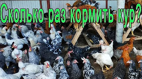 Кормление кур || Какая норма для кур несушек?