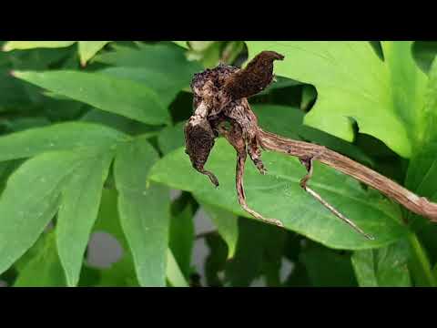 Video: Was machen Blattschneiderbienen?