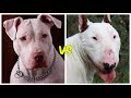 Pitbull vs bull terrier ¿cual es mas PODEROSO?