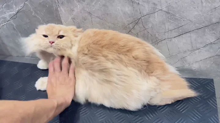 Video 10731501: cat hates bath, cat bathing dog, pet bath