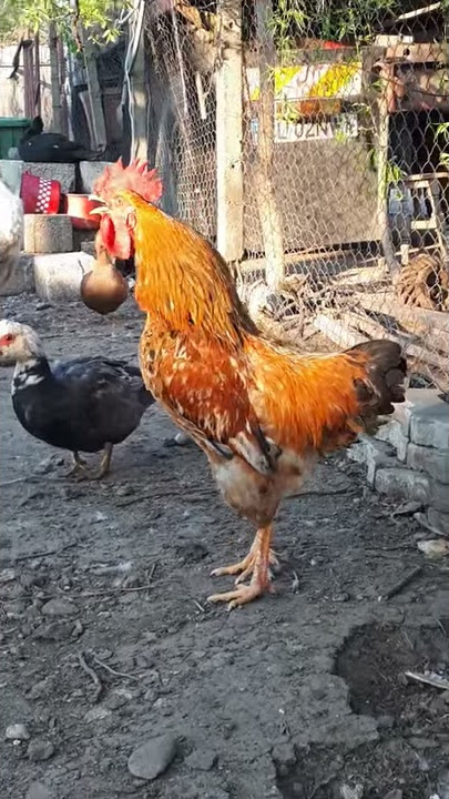 Cântec Cocoș Superb