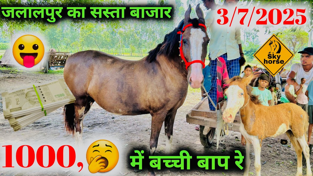 1000 हज़ार में घोड़ी 🐎 की बच्ची को 🫢 बाप रे | #jalalpurghodabazar