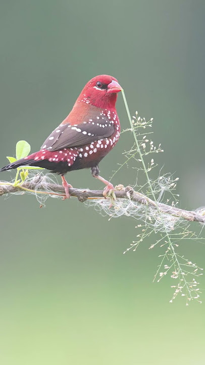 Wildlife Photographer And Red Munia  / #birds #nikonwildlife #vairalshort  #nature #shorts #wildlife