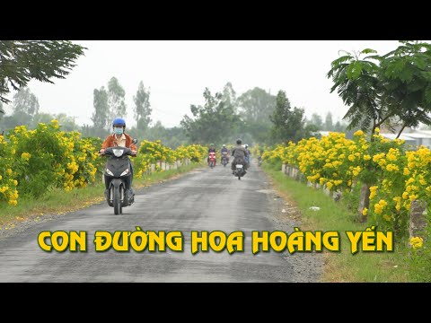 ĐẸP MẮT TUYẾN ĐƯỜNG ƯƠM VÀNG HOA HOÀNG YẾN DÀI 5KM | HAI LÚA TV | Foci