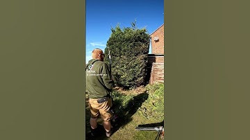 conifer trim. ##gardening #lanscaping