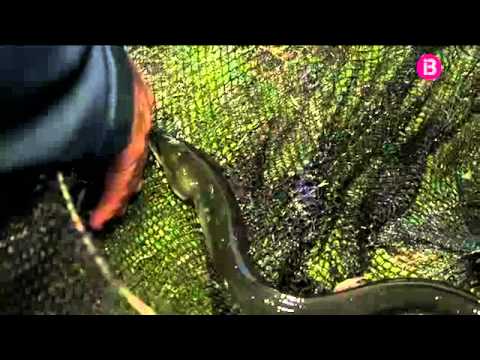 Vídeo: Pesca De L’anguila: Alguns Consells útils