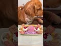 Today I'm having a beautiful pink feast! ~An immersive food-making live stream~ #DogMukbang #