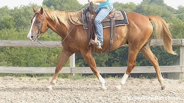 Spots - jog, lope, stops, turns! - ValleyViewRanch.net