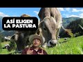 PORQUE NO SE COMEN EL PASTO I Rancho el Esfuerzo