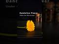 Dandelion Flower Under The Microscope #microscope #science #microscopy