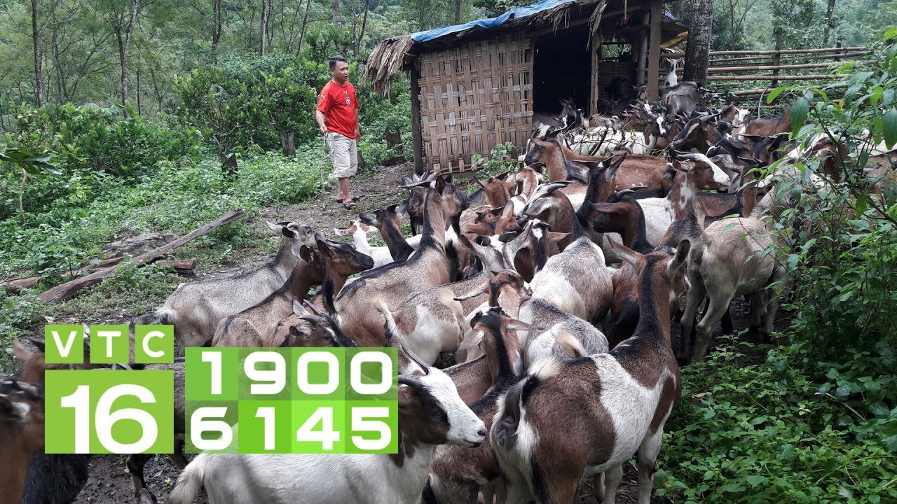 Bắc cầu vượt núi, làm giàu từ nuôi dê I VTC16