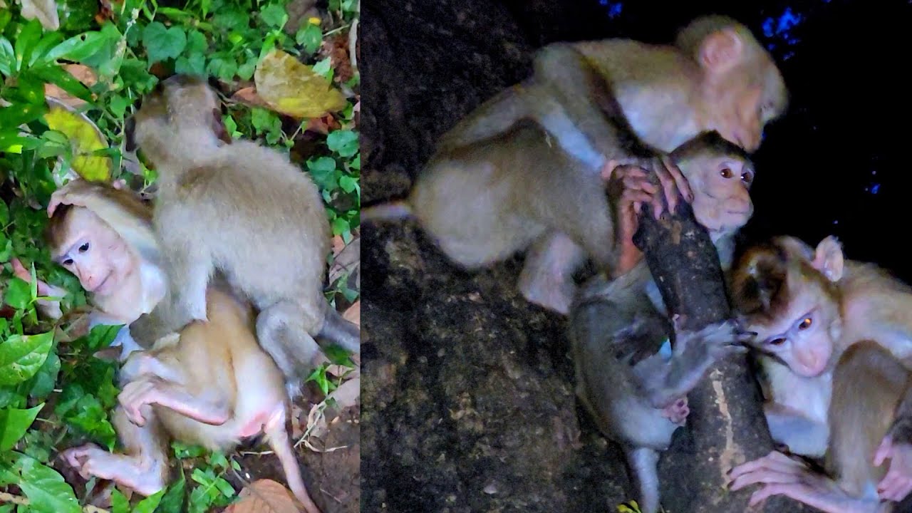 Carlo cried  before going to bed and Dawn comforted and trained to climb the tree