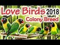 Black Mask Breeder Pairs Colony | Yellow Chest Lovebirds Breed 2018 Urdu/Hindi