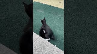 퐁력쓰까?ㅋㅋㅋ#아기고양이 #두치 #뿌꾸 #귀염둥이