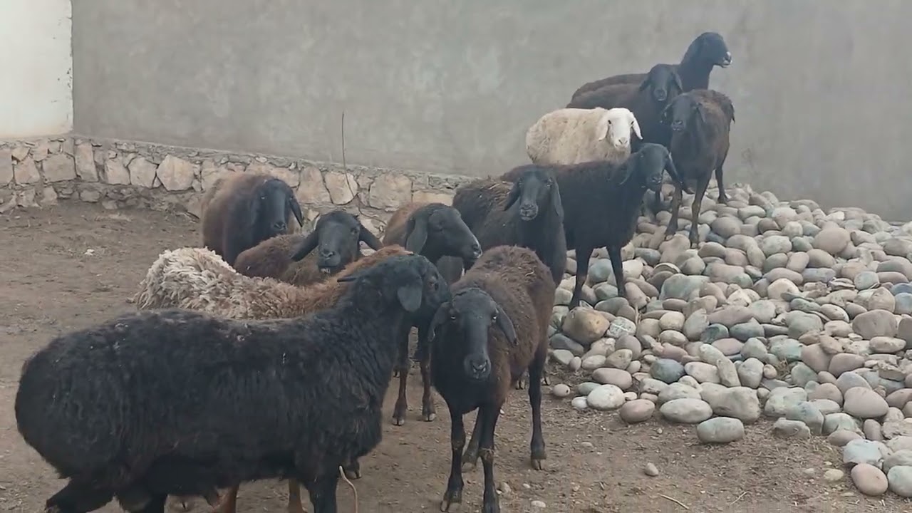 Стоп ✋️ савдо шуд