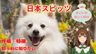 【日本スピッツ】ってこんな性格♪なぜ【スピッツ】っていう名前なの？どうして【白】だけ？豆知識でご紹介！日本スピッツとの最高の暮らし方を「みいい」が楽しく解説します♪#日本スピッツ #犬 #わんこラボ