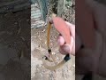 El Biombo