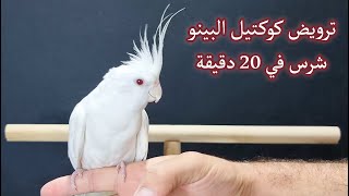 ترويض كوكتيل البينو وحشي بشكل كامل في اقل من 20 دقيقة و طريقة الصاق جناحه و فكه و برد منقاره