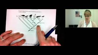 Cladogram Worksheet Hints