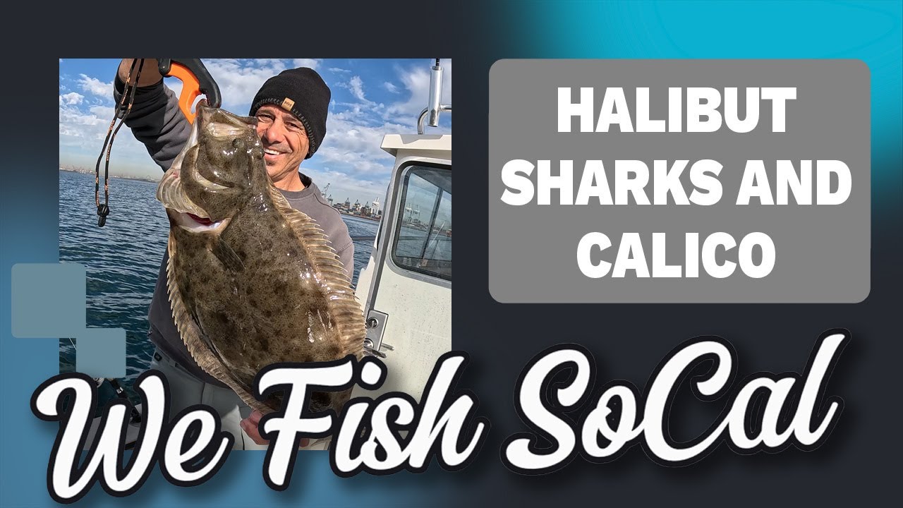 Halibut, Sharks and Calico January 2026 - Nearshore San Pedro and Long Beach from the Boat