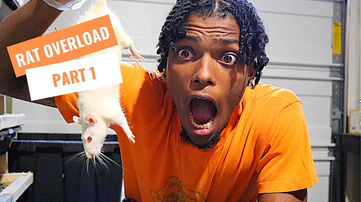 THE REALITY OF BREEDING FEEDER RATS ! * My First V...