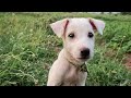 Farm feed with white mani puppy