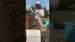 Fixing Excess Comb in Hives