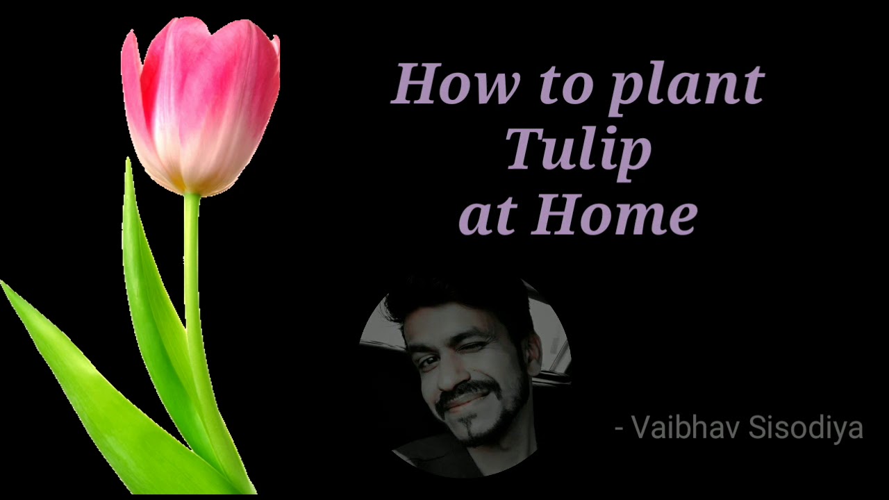 How to plant tulip at home, easily plant tulip, tulip in india by vaibhav sisodiya YouTube