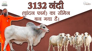 महान थारपारकर नंदी 3132 का सीमेन बन गया है। Chandan Farm | Tharparkar Cow | Kamdhenu Gaushala |