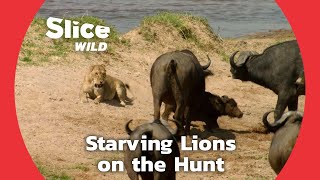 Desperation of Lions During a Long Drought | SLICE WILD