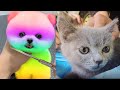 Tik Tok Chó Phốc Sóc Mini 😍 Funny and Cute Pomeranian265.1