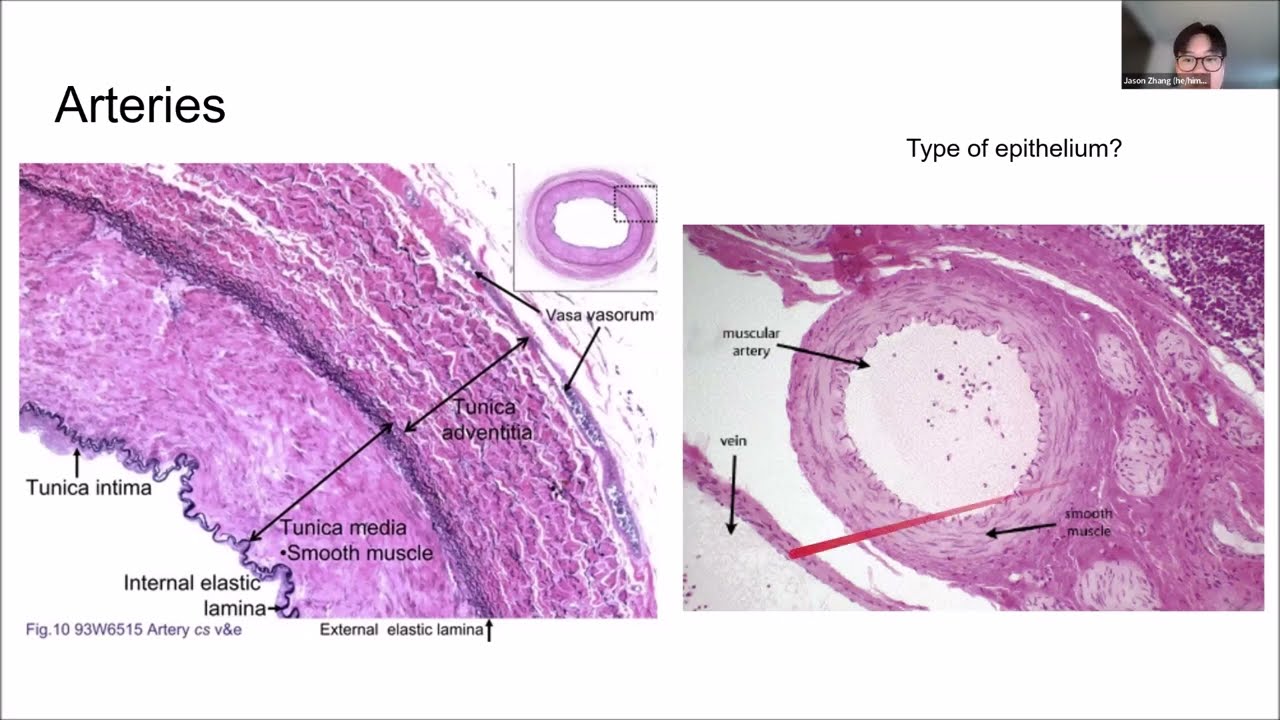 Jason Zhang's Presentation @ 2025 USA Biolympiad National Finals