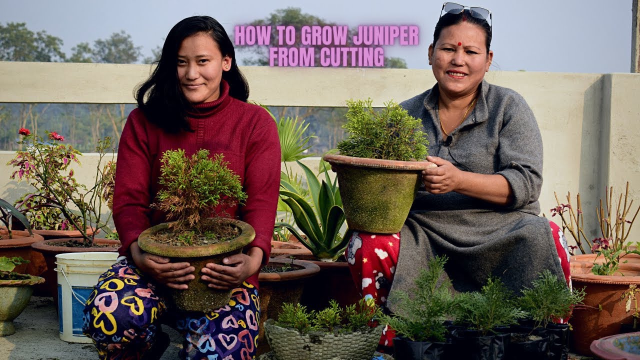 How To Grow Juniper Dhupi In Nepali From Cutting Juniper Bonsai Plant