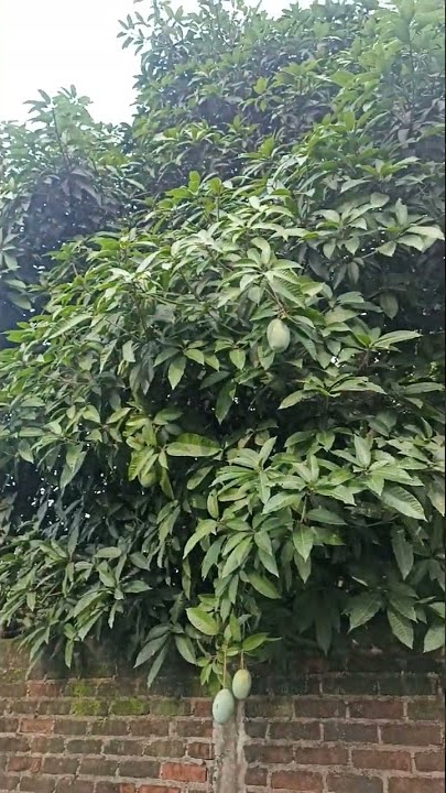 Kwini / Saipan Mango (Manguifera odorata) Introducción